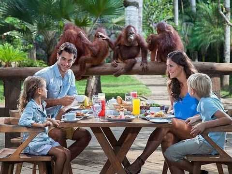Breakfast with Orangutan
