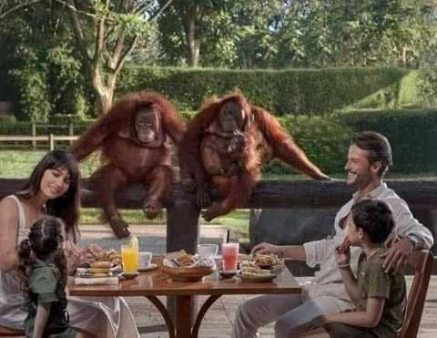 Breakfast with Orangutan