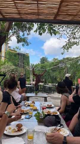 Breakfast with Orangutan