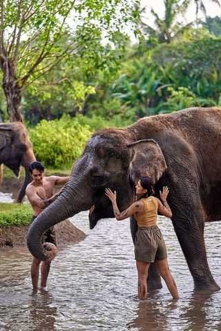 Elephant Mud Fun Bathing