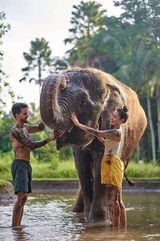 Elephant Mud Fun Bathing