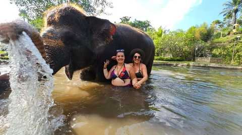 Elephant Mud Fun Bathing
