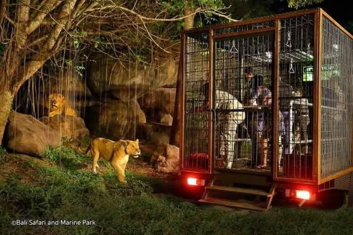 Night Safari